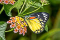 Red-spot Jezebel Delias descombesi eranthos