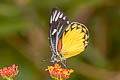 Red-spot Jezebel Delias descombesi eranthos