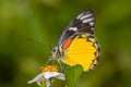 Red-spot Jezebel Delias descombesi eranthos