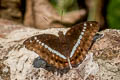 Red-spot Marquis Euthalia monilis