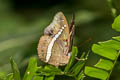 Red-spot Marquis Euthalia monilis