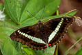 Red-spot Marquis Euthalia monilis