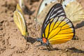 Red-spot Sawtooth Prioneris philonome clemanthe