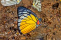 Red-spot Sawtooth Prioneris philonome clemanthe