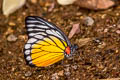 Red-spot Sawtooth Prioneris philonome clemanthe