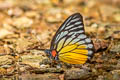 Red-spot Sawtooth Prioneris philonome clemanthe