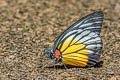 Red-spot Sawtooth Prioneris philonome themana