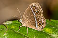 Red Bushbrown Mycalesis oroatis ustulata