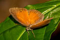 Red Bushbrown Mycalesis oroatis surkha