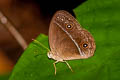 Red Bushbrown Mycalesis oroatis surkha