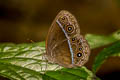 Red Bushbrown Mycalesis oroatis ustulata