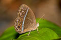 Red Bushbrown Mycalesis oroatis ustulata