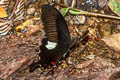 Red Helen Papilio helenus helenus