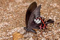 Red Helen Papilio helenus helenus