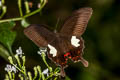 Red Helen Papilio helenus helenus