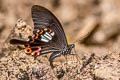 Red Helen Papilio helenus helenus