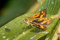 Red Lesser Dart Potanthus omaha omaha (Lesser Dart)