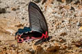 Redbreast Papilio alcmenor alcmenor