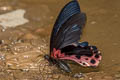 Redbreast Papilio alcmenor alcmenor