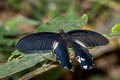 Redbreast Papilio alcmenor alcmenor