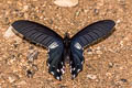 Redbreast Papilio alcmenor alcmenor