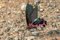 Redbreast Papilio alcmenor alcmenor