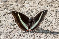 Redtail Marquis Euthalia recta recta