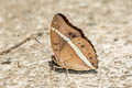 Redtail Marquis Euthalia recta recta
