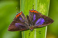 Restricted Purple Sapphire Heliophorus ila nolus