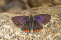 Restricted Purple Sapphire Heliophorus ila nolus