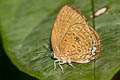 Rounded Yellow Oakblue Arhopala zylda elioti