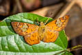 Ruddy Pied Flat Pseudocoladenia fatua