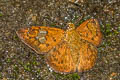 Ruddy Pied Flat Pseudocoladenia fatua