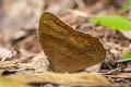 Rusty Forester Lethe bhairava (Dawna)