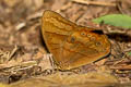 Rusty Forester Lethe bhairava (Dawna)