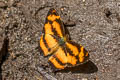 Scarce Jester Symbrenthia silana