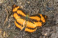 Scarce Jester Symbrenthia silana
