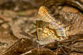 Scarce Lilacfork Lethe dura dura