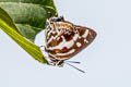 Scarce Silver-streak Blue Iraota rochana pandara