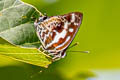 Scarce Silver-streak Blue Iraota rochana pandara