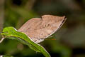 Scarce Blue Oakleaf Kallima knyvetti