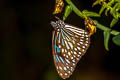 Scarce Blue Tiger Tirumala gautama gautama