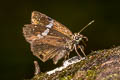 Scarce Pied Flat Coladenia agnioides (Elwes's Pied Flat)