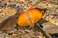 Scarce Tawny Rajah Charaxes aristogiton aristogiton