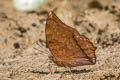 Scarce Tawny Rajah Charaxes aristogiton aristogiton