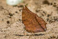 Scarce Tawny Rajah Charaxes aristogiton aristogiton