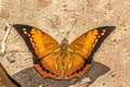 Scarce Tawny Rajah Charaxes aristogiton aristogiton