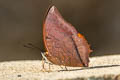 Scarce Tawny Rajah Charaxes aristogiton aristogiton