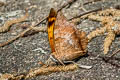 Scarce Tawny Rajah Charaxes aristogiton aristogiton