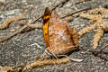 Scarce Tawny Rajah Charaxes aristogiton aristogiton